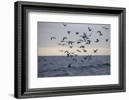 Great White Shark (Carcharodon Carcharias)-David Jenkins-Framed Photographic Print