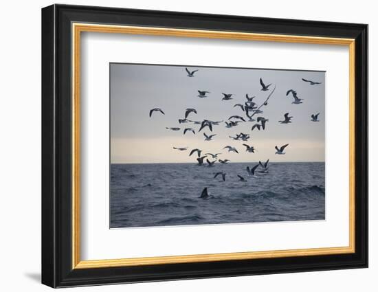 Great White Shark (Carcharodon Carcharias)-David Jenkins-Framed Photographic Print