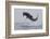 Great White Shark (Carcharodon Carcharias)-David Jenkins-Framed Photographic Print