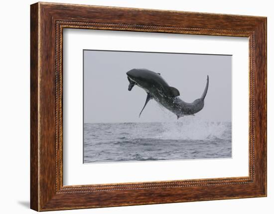 Great White Shark (Carcharodon Carcharias)-David Jenkins-Framed Photographic Print