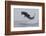 Great White Shark (Carcharodon Carcharias)-David Jenkins-Framed Photographic Print