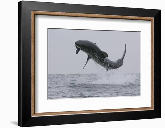 Great White Shark (Carcharodon Carcharias)-David Jenkins-Framed Photographic Print