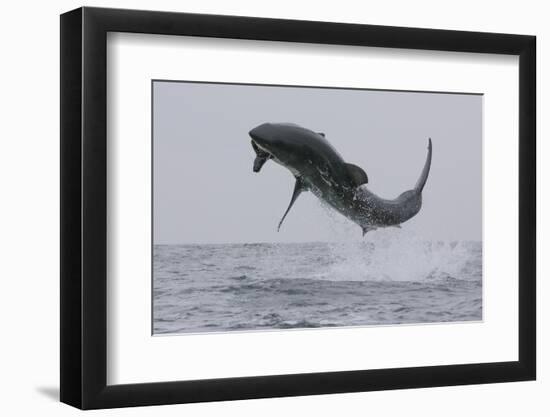 Great White Shark (Carcharodon Carcharias)-David Jenkins-Framed Photographic Print