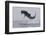 Great White Shark (Carcharodon Carcharias)-David Jenkins-Framed Photographic Print