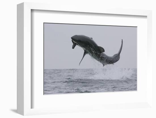 Great White Shark (Carcharodon Carcharias)-David Jenkins-Framed Photographic Print