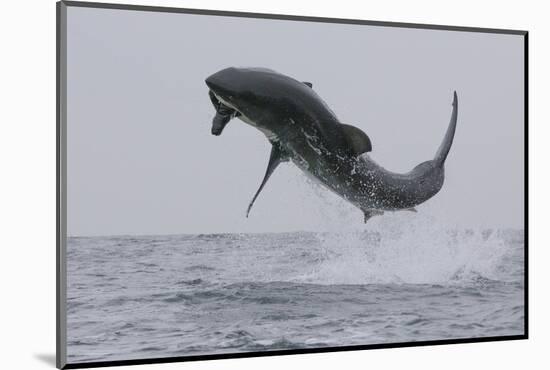 Great White Shark (Carcharodon Carcharias)-David Jenkins-Mounted Photographic Print