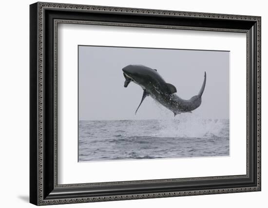 Great White Shark (Carcharodon Carcharias)-David Jenkins-Framed Photographic Print