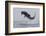 Great White Shark (Carcharodon Carcharias)-David Jenkins-Framed Photographic Print