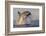 Great White Shark (Carcharodon Carcharias)-David Jenkins-Framed Photographic Print