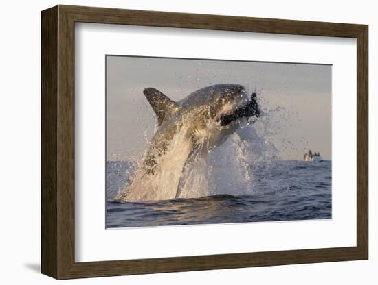 Great White Shark (Carcharodon Carcharias)-David Jenkins-Framed Photographic Print