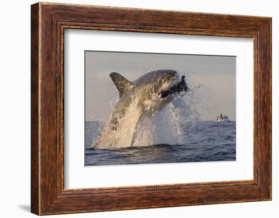 Great White Shark (Carcharodon Carcharias)-David Jenkins-Framed Photographic Print