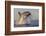 Great White Shark (Carcharodon Carcharias)-David Jenkins-Framed Photographic Print