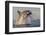 Great White Shark (Carcharodon Carcharias)-David Jenkins-Framed Photographic Print