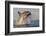 Great White Shark (Carcharodon Carcharias)-David Jenkins-Framed Photographic Print