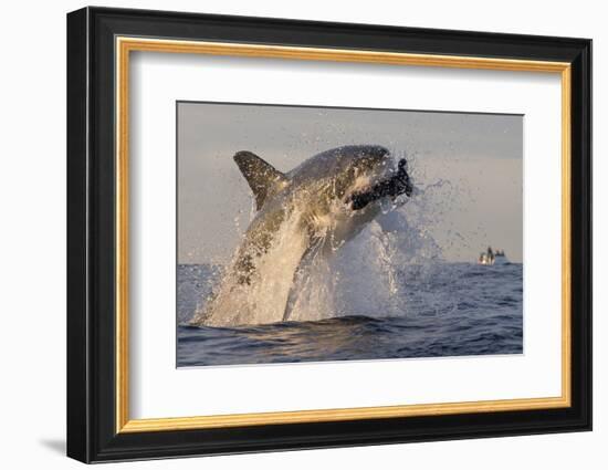 Great White Shark (Carcharodon Carcharias)-David Jenkins-Framed Photographic Print