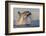 Great White Shark (Carcharodon Carcharias)-David Jenkins-Framed Photographic Print