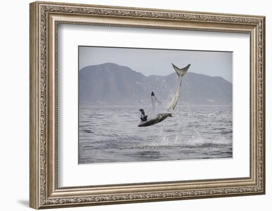 Great White Shark (Carcharodon Carcharias)-David Jenkins-Framed Photographic Print