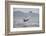 Great White Shark (Carcharodon Carcharias)-David Jenkins-Framed Photographic Print