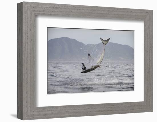 Great White Shark (Carcharodon Carcharias)-David Jenkins-Framed Photographic Print