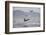 Great White Shark (Carcharodon Carcharias)-David Jenkins-Framed Photographic Print