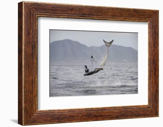 Great White Shark (Carcharodon Carcharias)-David Jenkins-Framed Photographic Print