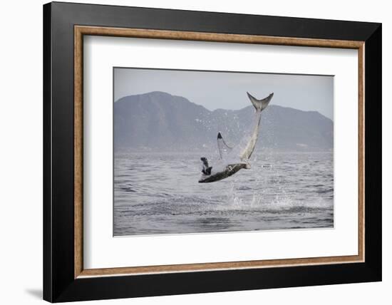 Great White Shark (Carcharodon Carcharias)-David Jenkins-Framed Photographic Print