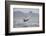 Great White Shark (Carcharodon Carcharias)-David Jenkins-Framed Photographic Print