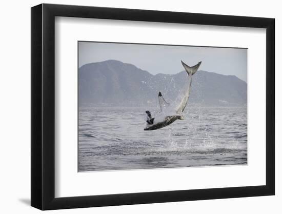 Great White Shark (Carcharodon Carcharias)-David Jenkins-Framed Photographic Print