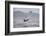 Great White Shark (Carcharodon Carcharias)-David Jenkins-Framed Photographic Print