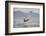 Great White Shark (Carcharodon Carcharias)-David Jenkins-Framed Photographic Print