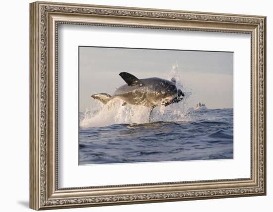 Great White Shark (Carcharodon Carcharias)-David Jenkins-Framed Photographic Print