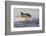 Great White Shark (Carcharodon Carcharias)-David Jenkins-Framed Photographic Print