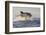 Great White Shark (Carcharodon Carcharias)-David Jenkins-Framed Photographic Print