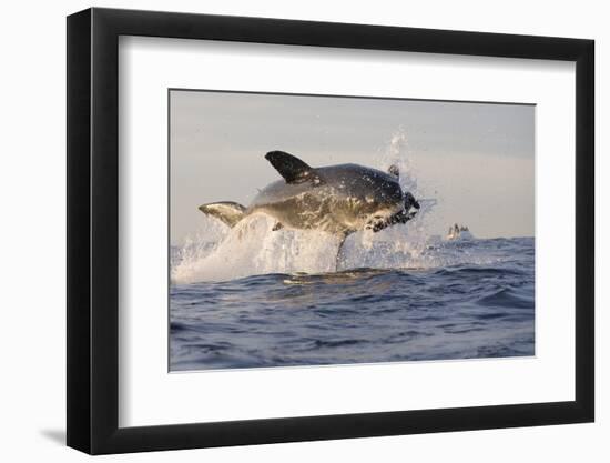 Great White Shark (Carcharodon Carcharias)-David Jenkins-Framed Photographic Print