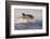 Great White Shark (Carcharodon Carcharias)-David Jenkins-Framed Photographic Print