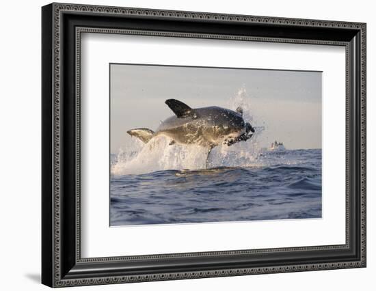 Great White Shark (Carcharodon Carcharias)-David Jenkins-Framed Photographic Print