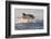 Great White Shark (Carcharodon Carcharias)-David Jenkins-Framed Photographic Print