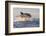 Great White Shark (Carcharodon Carcharias)-David Jenkins-Framed Photographic Print