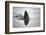 Great white shark dorsal fin, Guadalupe Island, Mexico-David Fleetham-Framed Photographic Print