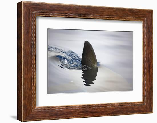 Great white shark dorsal fin, Guadalupe Island, Mexico-David Fleetham-Framed Photographic Print