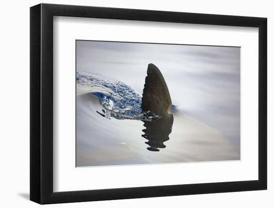 Great white shark dorsal fin, Guadalupe Island, Mexico-David Fleetham-Framed Photographic Print