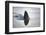 Great white shark dorsal fin, Guadalupe Island, Mexico-David Fleetham-Framed Photographic Print