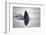 Great white shark dorsal fin, Guadalupe Island, Mexico-David Fleetham-Framed Photographic Print