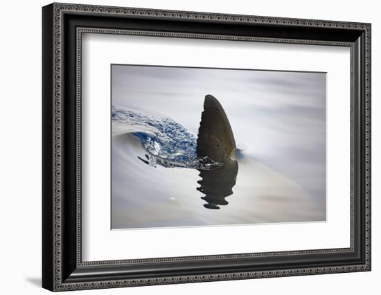 Great white shark dorsal fin, Guadalupe Island, Mexico-David Fleetham-Framed Photographic Print