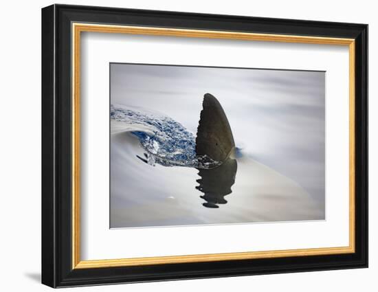 Great white shark dorsal fin, Guadalupe Island, Mexico-David Fleetham-Framed Photographic Print