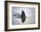 Great white shark dorsal fin, Guadalupe Island, Mexico-David Fleetham-Framed Photographic Print