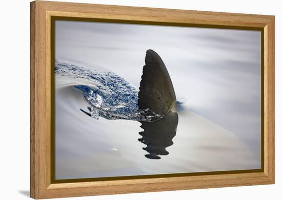 Great white shark dorsal fin, Guadalupe Island, Mexico-David Fleetham-Framed Premier Image Canvas