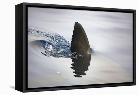 Great white shark dorsal fin, Guadalupe Island, Mexico-David Fleetham-Framed Premier Image Canvas