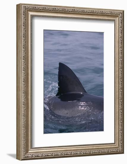 Great White Shark Fin above Water-DLILLC-Framed Photographic Print