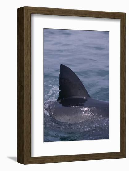 Great White Shark Fin above Water-DLILLC-Framed Photographic Print